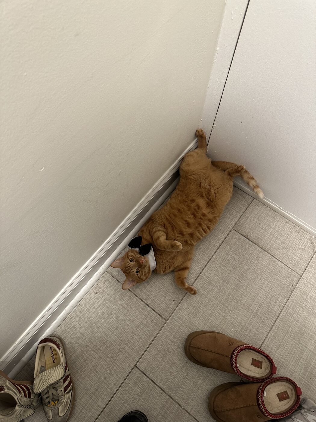 Orange cat lying on its back in a hallway corner wearing a black bow tie