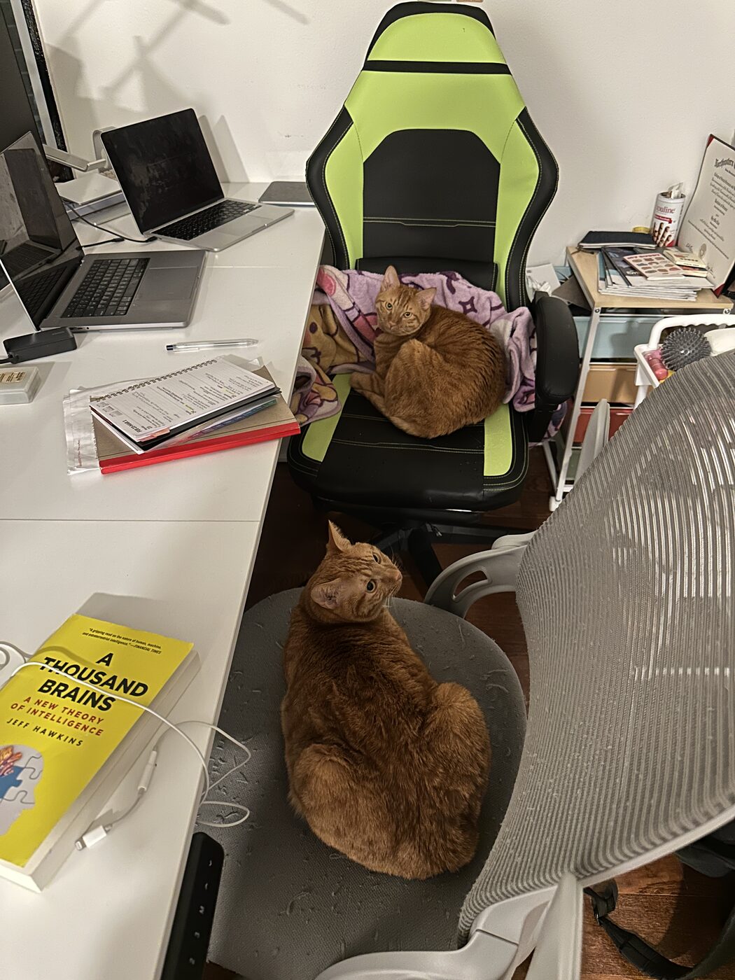 Two orange cats perched on office chairs at a desk