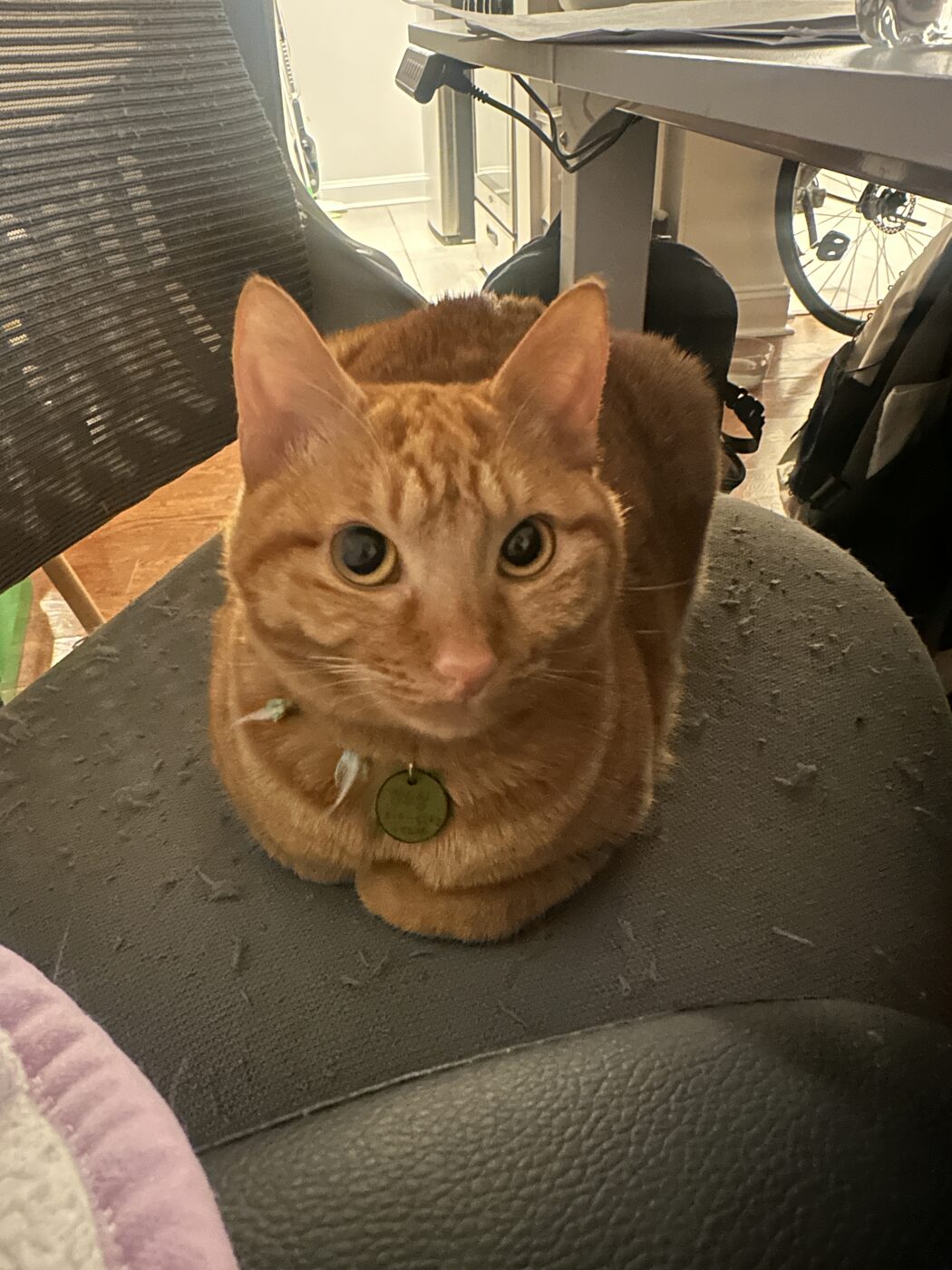 Orange cat with a collar tag staring at the camera