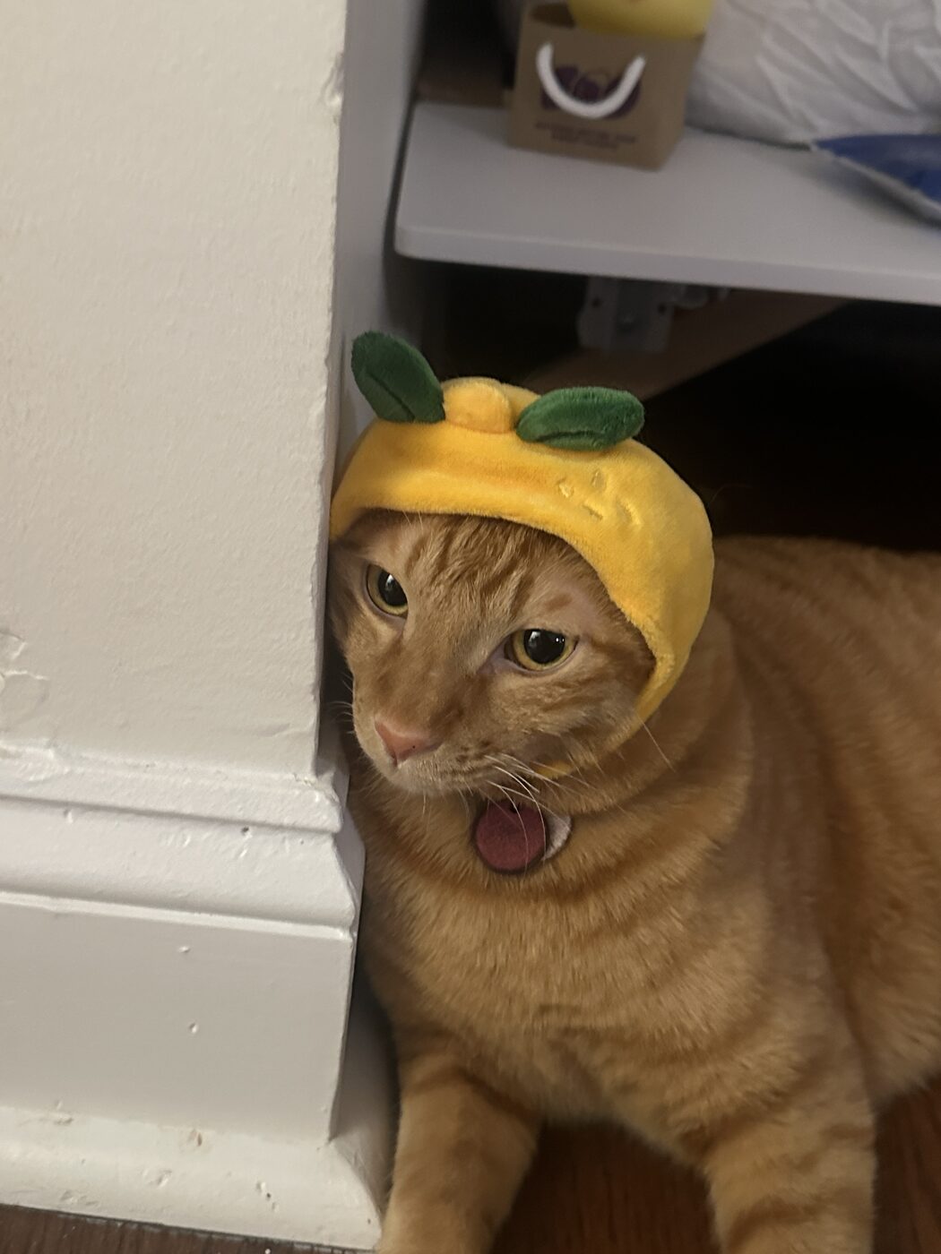 Orange cat lying on a desk with a paw resting on a laptop keyboard