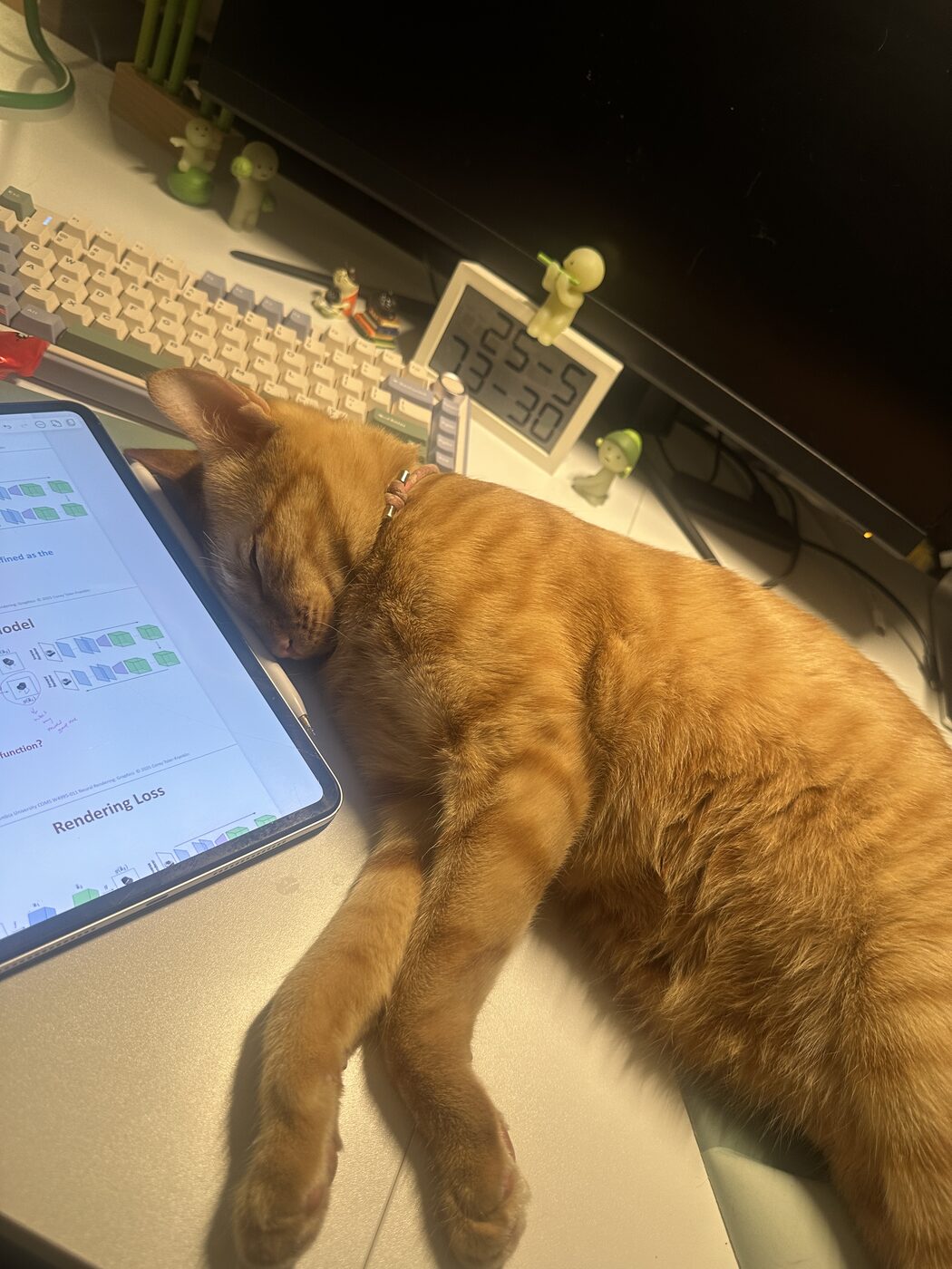 Orange cat napping with its head resting on a tablet showing course slides