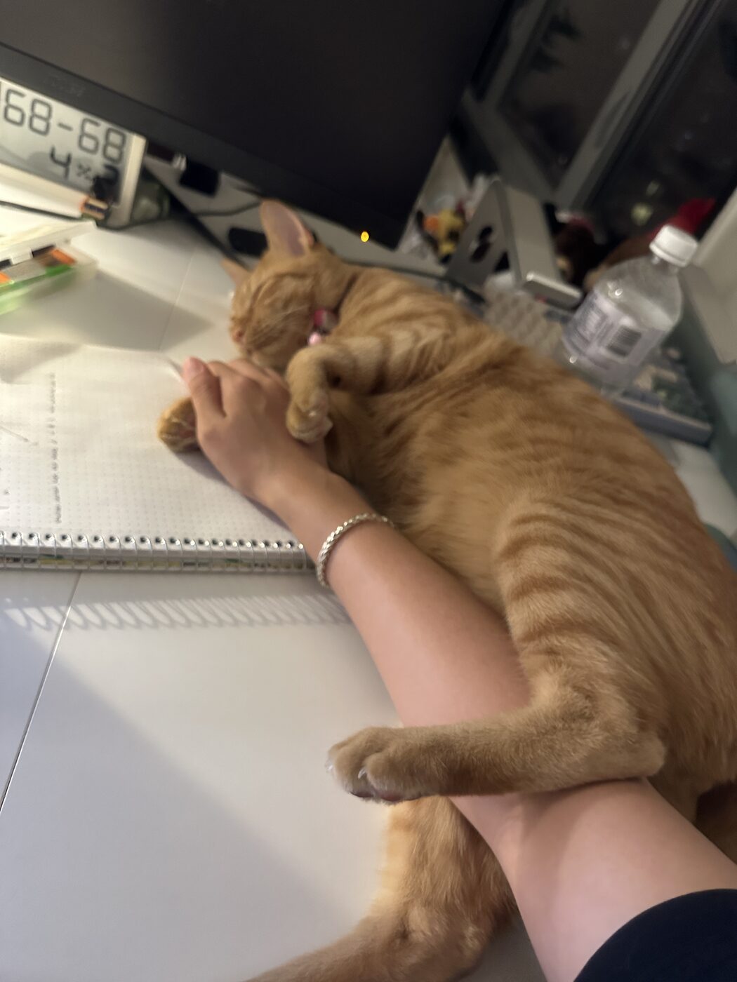 Orange cat curled up asleep on a desk beside a notebook