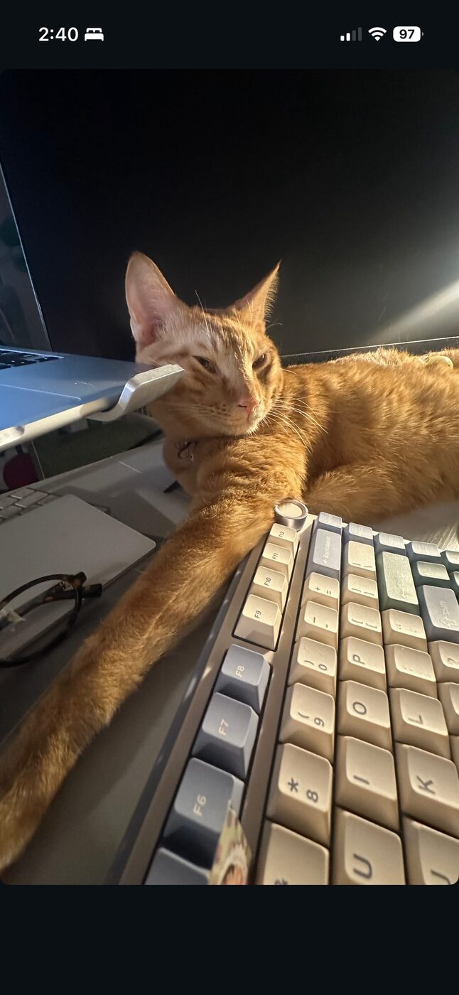 Orange cat lying on a keyboard, nibbling on a laptop screen